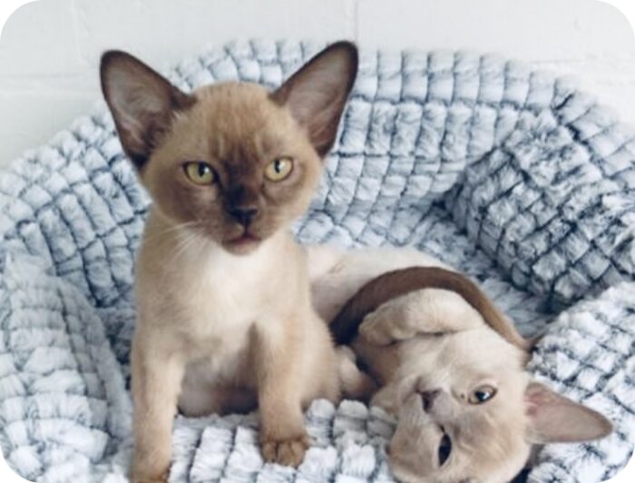 Bringing Home a New Puppy or Kitten? Here’s Everything You Need to Know