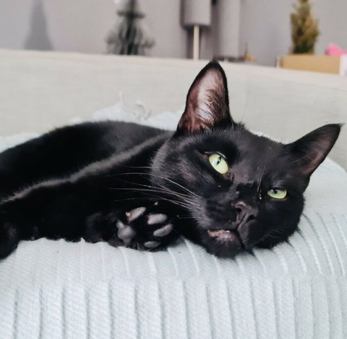 Pet Myths Busted: What’s True and What’s Just an Old Wives’ Tale?