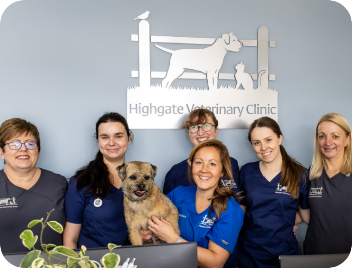 Independent Vet | Willingham & Over | Best Vet Practice ...