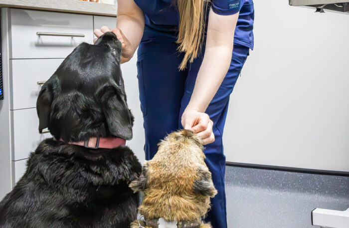 Can My Pet Eat That? The Human Foods Dogs and Cats Should Never Have (And a Few They Can)
