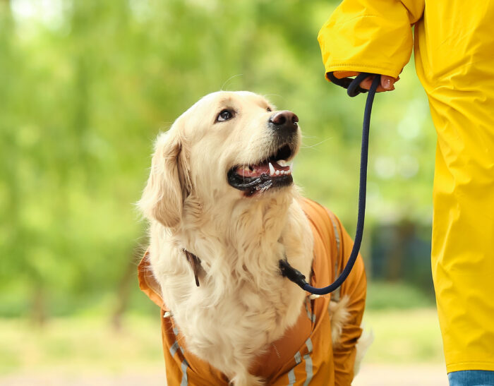 Is Your Pet Getting Older, or Is Something Actually Wrong?