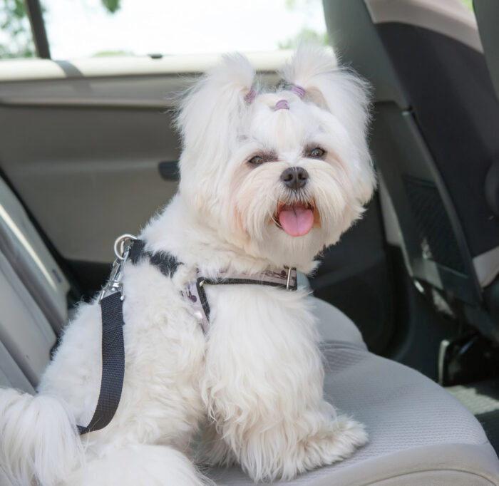 Pets on Holiday: What to Know Before You Travel This Summer