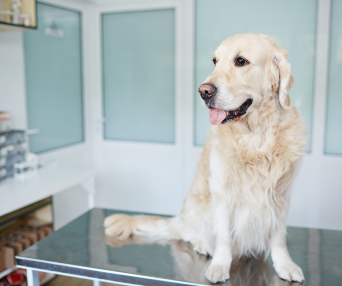 Making Vet Visits Positive for You and Your Pet: Top tips for a more comfortable visit to the vets.
