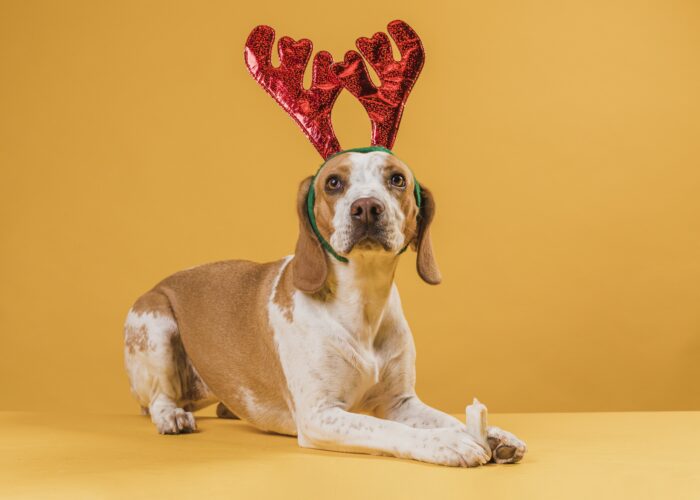 Caring for Your Pets During Christmas and New Year