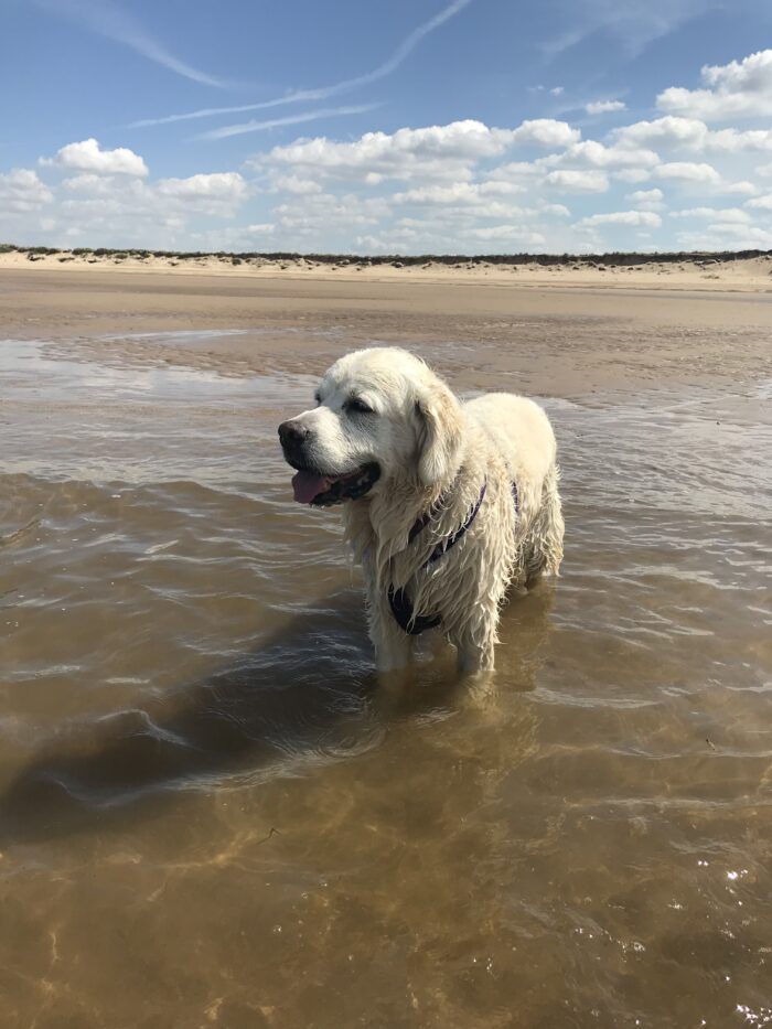Heatwave Ready: How to Keep Your Pet Safe in Hot Weather