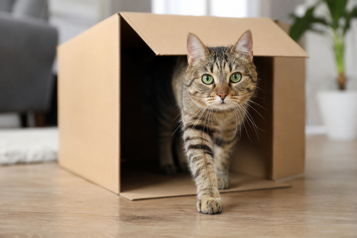 Why Do Cats Do That? Strange Feline Habits Explained